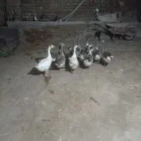 قاز‌گوشتی