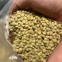 عدس کانادایی|خوردنی و آشامیدنی|تهران, نازی‌آباد|دیوار