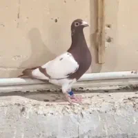 چن عدد کارل سرخ و زرد