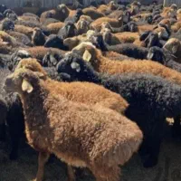 فروش یک راس قوچ نر سرحال