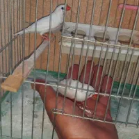 فروش یک جفت فنچ زیبا
