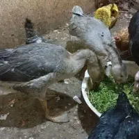 قوغاز و بوقلمون ماده و اردک