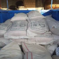 بز گندم  آبی و دیم