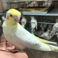 فروش عروس هلندی.برزیلی از سالن پرورش بازدید صحنه|پرنده|صحنه, |دیوار