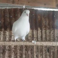 کبوتر سینه ای و پاک سفید|پرنده|رشت, فرزانه|دیوار