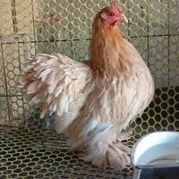 مرغ وخروس کوشین ومحلی 6عدد|حیوانات مزرعه|جهرم, |دیوار