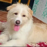 سگ پامر ماده یک ساله