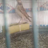 پرنده سره خاکی|پرنده|اردبیل, |دیوار