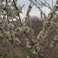 چهار دیواری