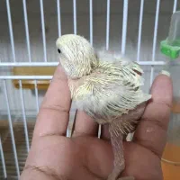 فروش جوجه برزیلی البینو واوپال کله نارنجی|پرنده|دوگنبدان, |دیوار