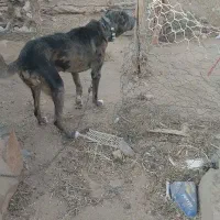 سگ سرابی رمگی