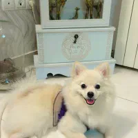 سگ پامرانین|سگ|تهران, توحید|دیوار