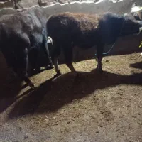 فروش پورتس گوساله|حیوانات مزرعه|سیمینه, |دیوار