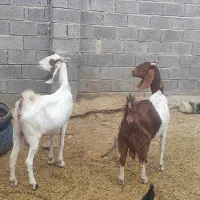 بز چند قلوزا شیری گلابی اصل گوسفند