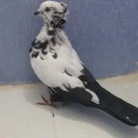 دم سیاه|پرنده|اسلام‌شهر, شهرک سعیدیه|دیوار