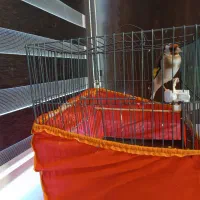 دوتاقفس کاملاسالم|لوازم جانبی حیوانات|ایلام, |دیوار