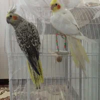 دو عدد عروس هلندی دستی|پرنده|دره شهر, |دیوار