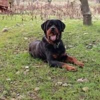 توله روتوایلر|سگ|چالوس, |دیوار