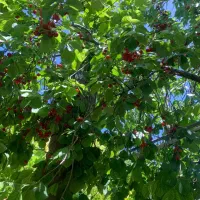 باغ و باغچه ویلا