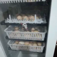 دستگاه جوجه کشی از ما تخم از شما