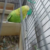 مرغ عشق|پرنده|ری, علایین|دیوار