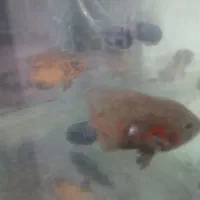 ماهی  آکواریوم