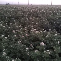 فروش مسقیم سیب زمینی به سراسر ایران (عمده)|فعالیت داوطلبانه|لنگرود, |دیوار