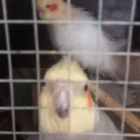 10000|پرنده|علیآباد کتول, |دیوار