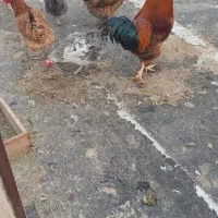 مرغ وخروس محلی|حیوانات مزرعه|مرودشت, گندم‎|دیوار