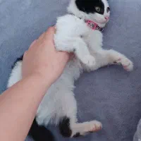 واگذاری گربه