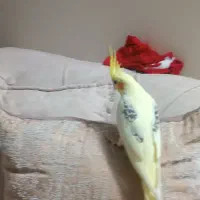 عروس هلندی|پرنده|کرج, شهرک یاس شمالی|دیوار