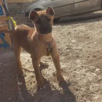 توله نر ۳ ماهه سرابی