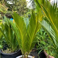 گیاه سیکاس عمده و تک