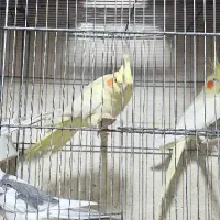عروس هلندی گم شد سعدی