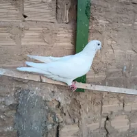 ۱۸ عدد کبوتر