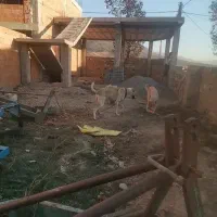 سگ الابای 2ساله|سگ|آزادشهر, |دیوار