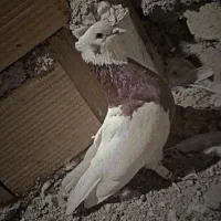 کفتر یا کبوتر طوقی