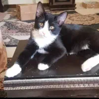 واگذاری گربه نژاد تاکسیدو