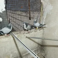 بدرنگ|پرنده|بوئین زهرا, |دیوار