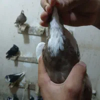 کفتر پیدا شده