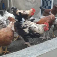 ۳ عدد مرغو خروس