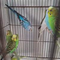 فروش مرغعشق