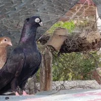 زاغ آبادانی تسو و صرب