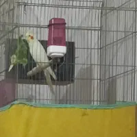 طوطی عروس سخنگو