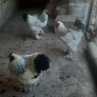 باسلام دو خروس و یک مرغ برهمای لایت به فروش میرسد