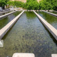 نیازمند سرمایه جهت پرورش ماهی