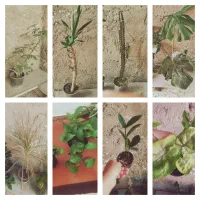 گلدان و گل ارزان|گل و گیاه طبیعی|لالی, |دیوار