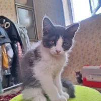 گربه بریتیش نر|گربه|زنجان, |دیوار