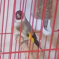 سهره سرحال کشیده