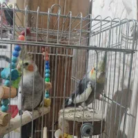 عروس هلندی دستی سخنگو